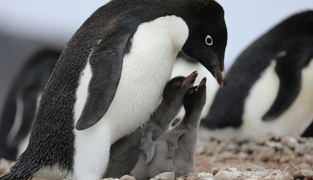 Un pinguino protegge con il suo corpo i suoi due piccoli